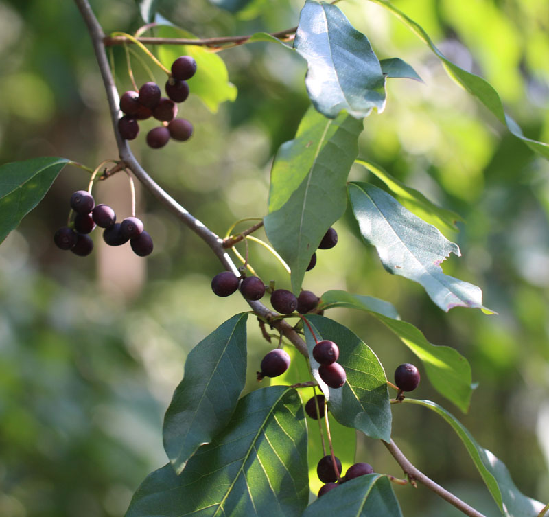 Blackgum Picture