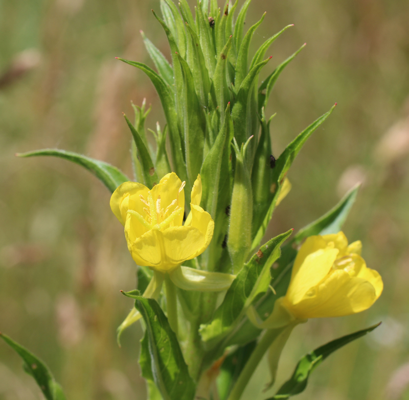 Common Evening Primrose Picture