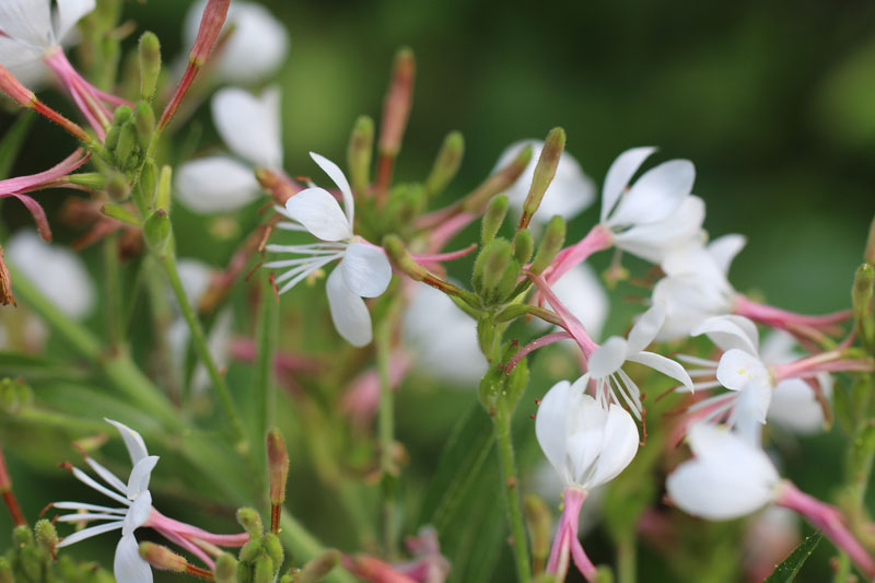 Biennial Beeblossom Picture