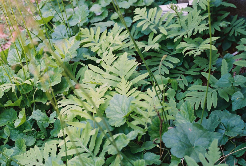 Sensitive Fern Picture