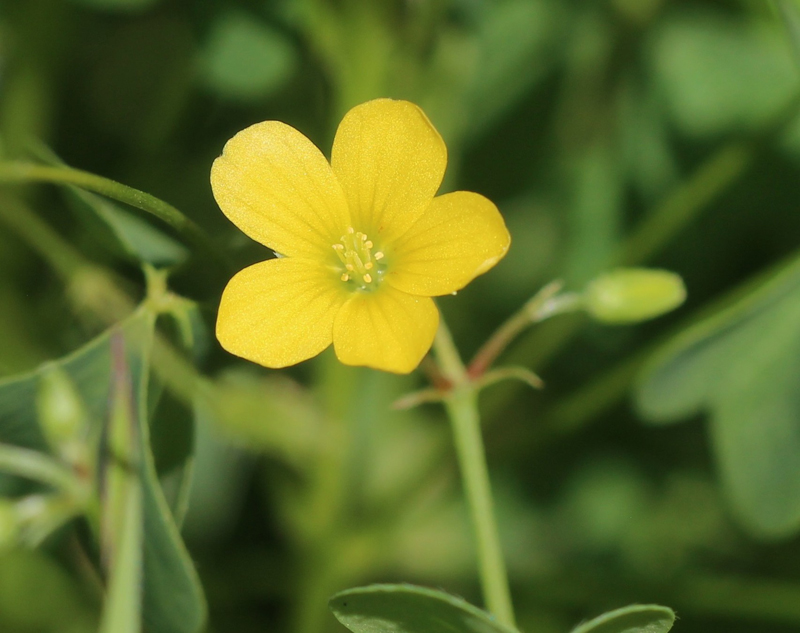 Common Yellow Wood Sorrel Picture