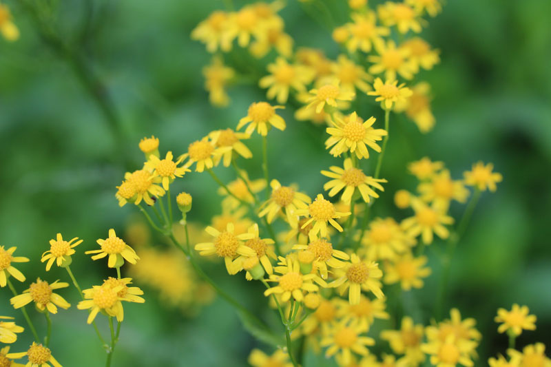 Small's Ragwort Picture