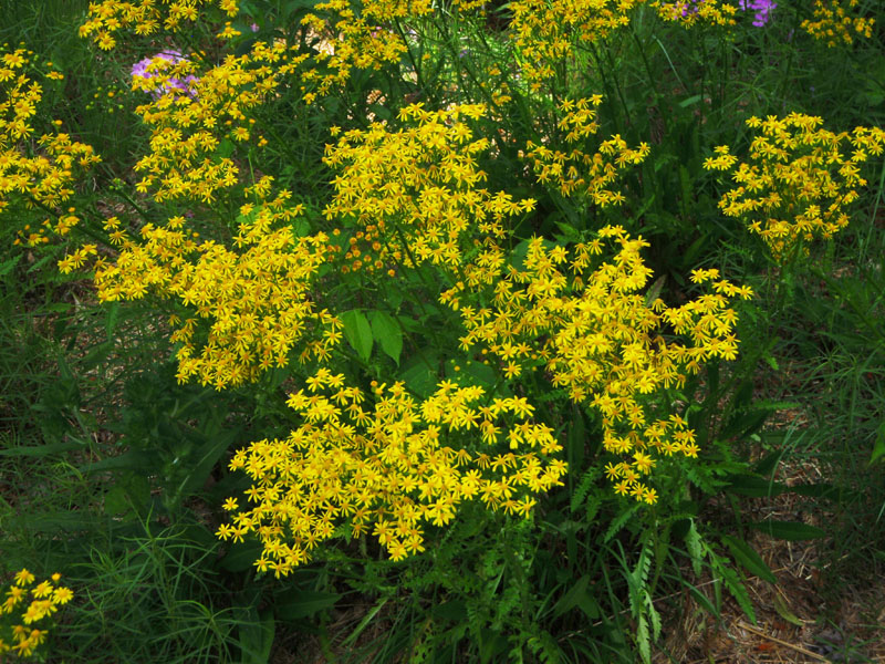 Small's Ragwort Picture