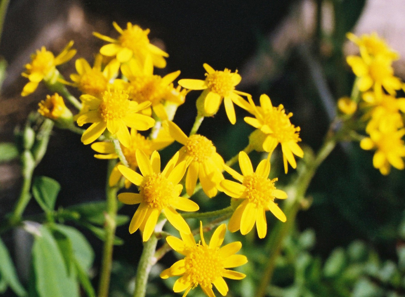 Golden Ragwort Picture