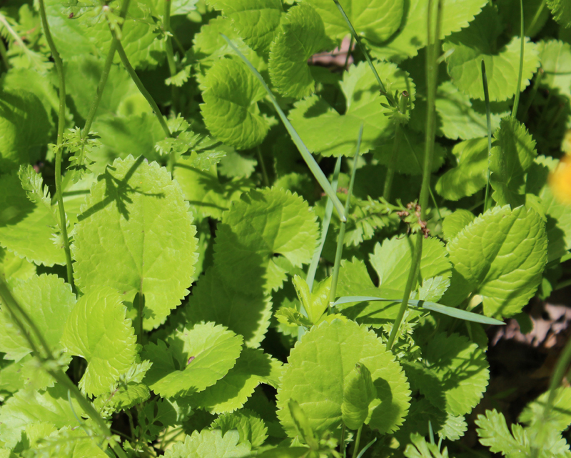 Golden Ragwort Picture