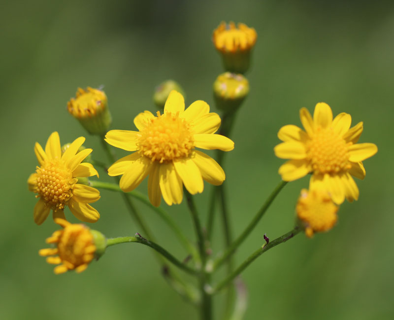 Balsam Ragwort Picture