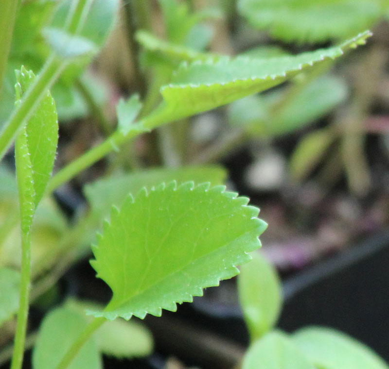 Balsam Ragwort Picture