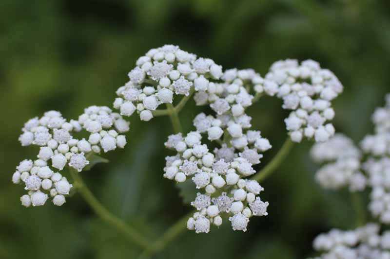 Wild Quinine Picture