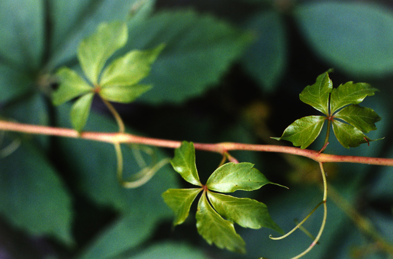 Virginia Creeper Picture