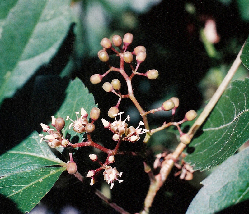 Virginia Creeper Picture