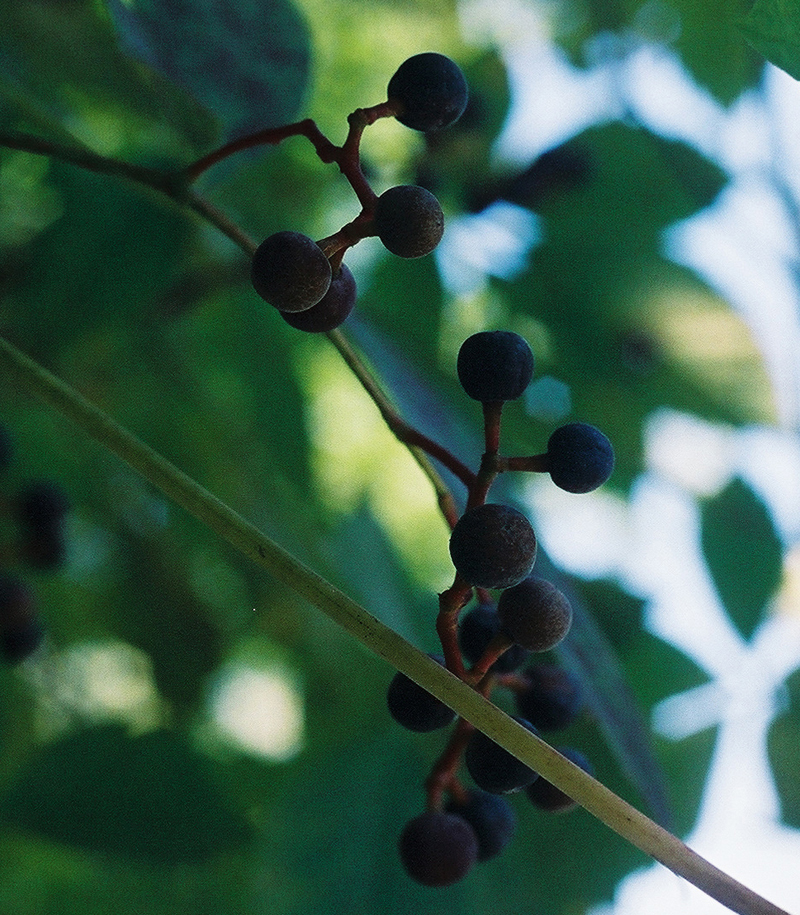 Virginia Creeper Picture