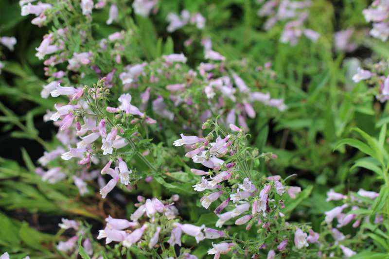 Eastern Gray Beardtongue Picture