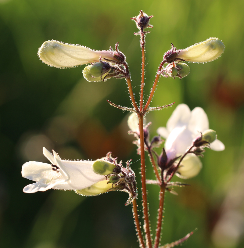 Tall White Beardtongue Picture