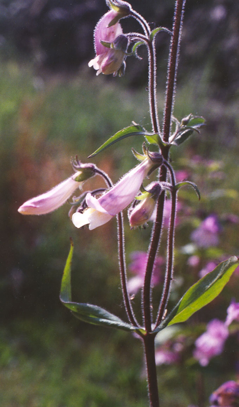 Northeastern Beardtongue Picture