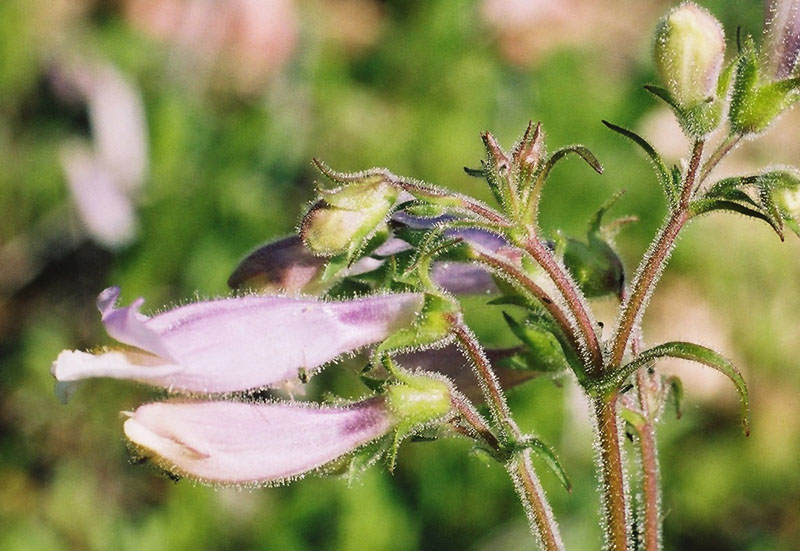 Northeastern Beardtongue Picture