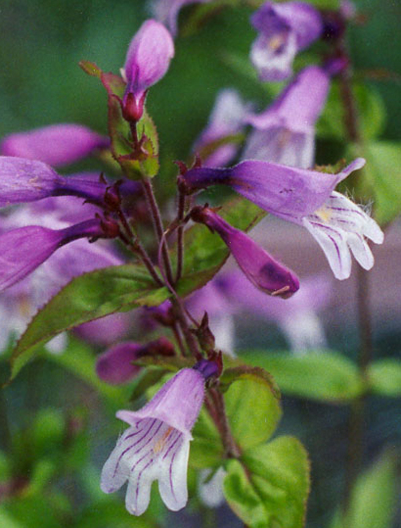 Small's Beardtongue  Picture