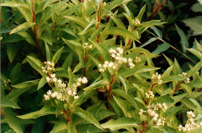 Virginia Stonecrop Picture