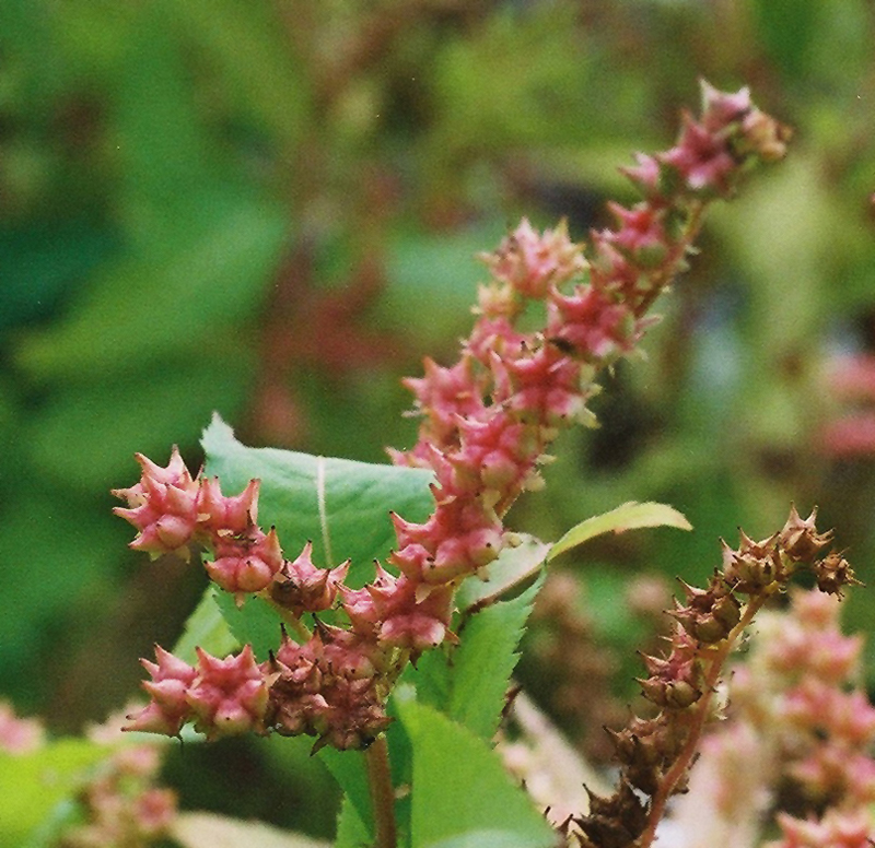 Virginia Stonecrop Picture