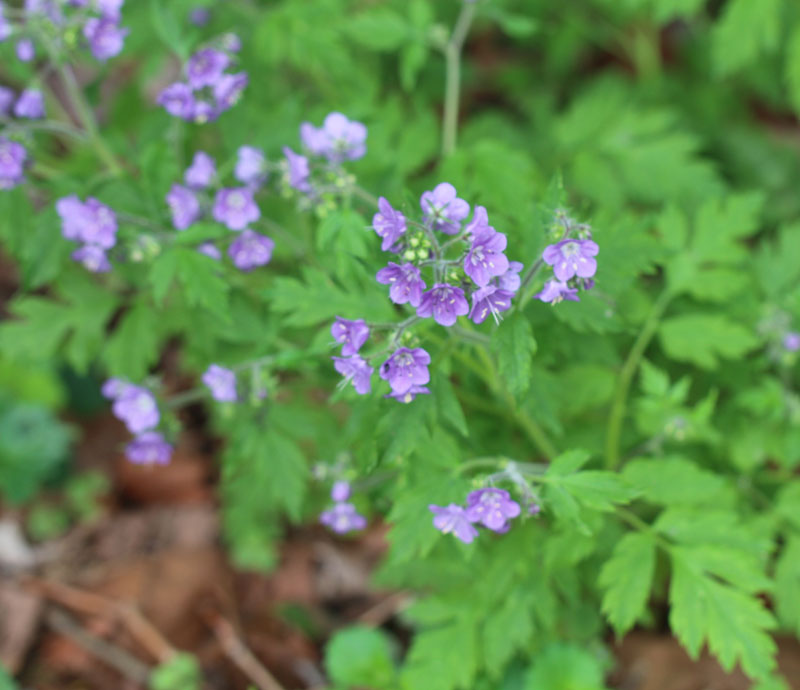 Fernleaf Phacelia Picture