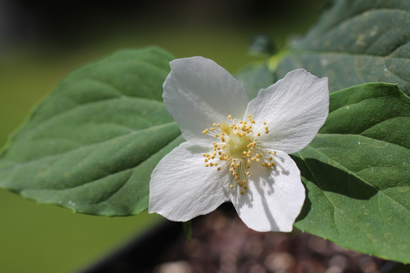 Scentless Mock Orange Picture