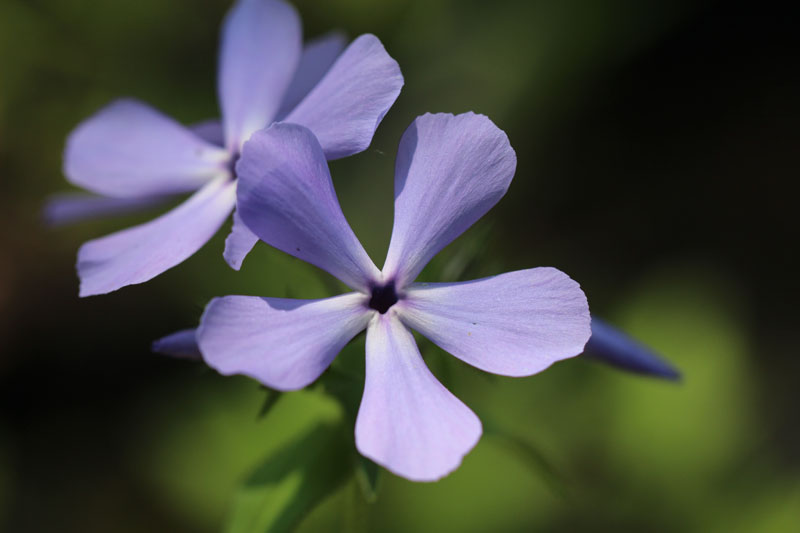 Wild Blue Phlox Picture