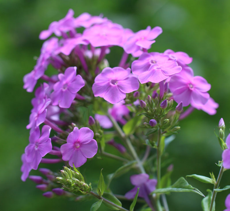 Pink Summer Phlox Picture