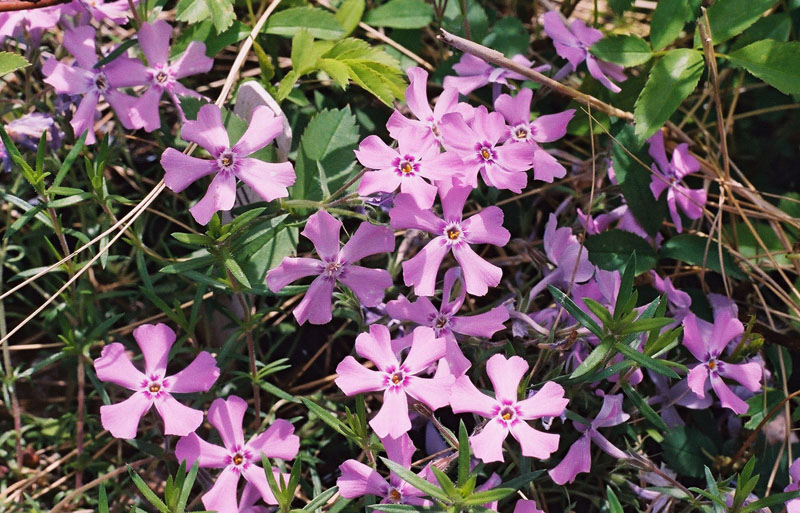Moss Phlox Picture
