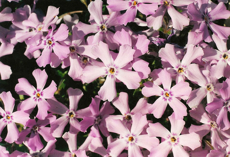 Moss Phlox Picture