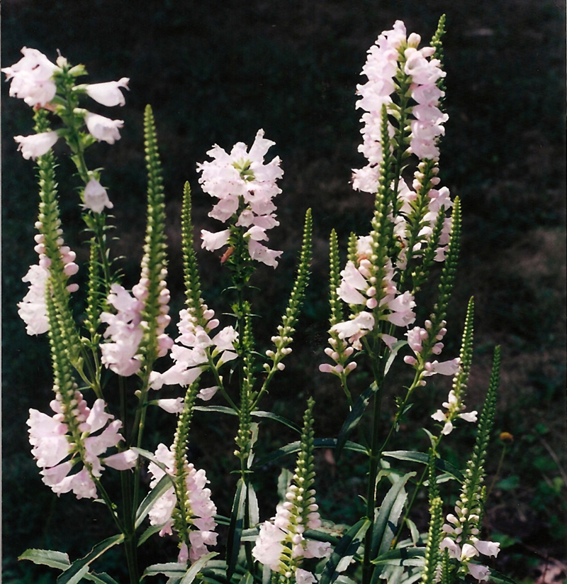 Obedient Plant Picture