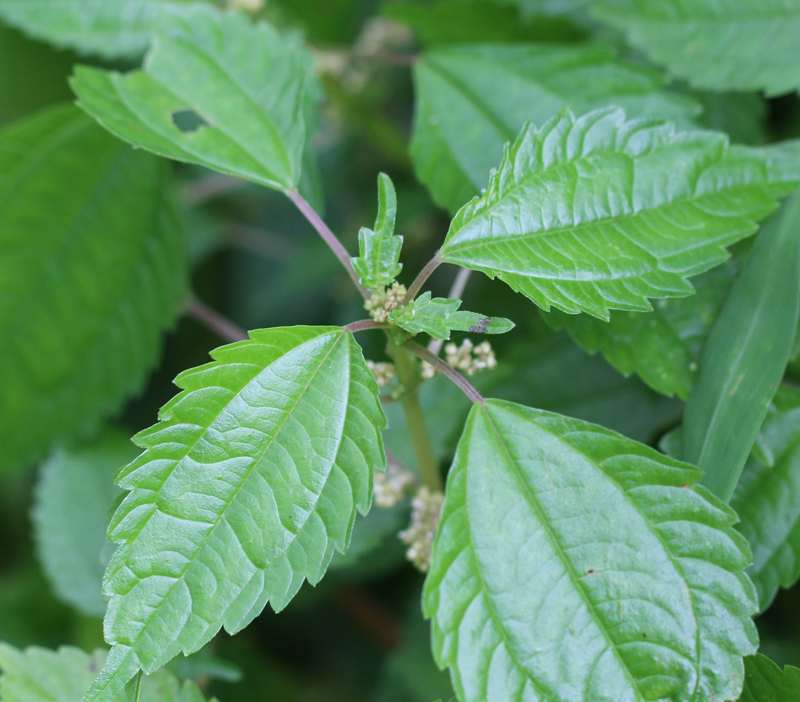 Canadian Clearweed Picture