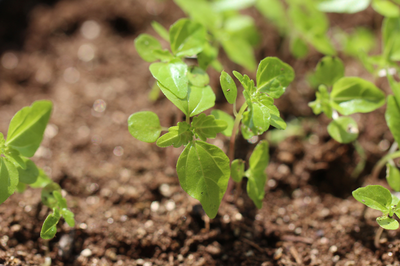 Canadian Clearweed Picture