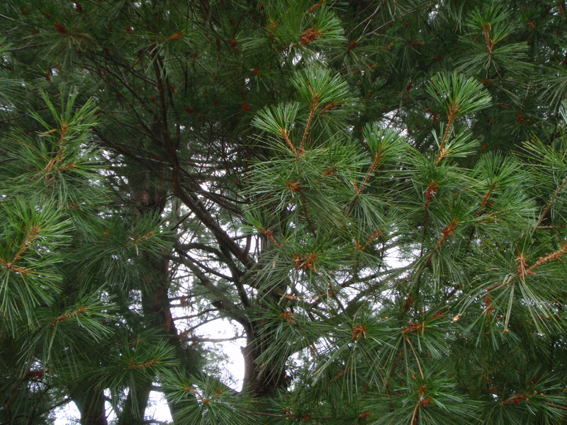 White Pine Picture