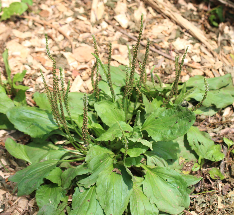 Blackseed Plantain Picture