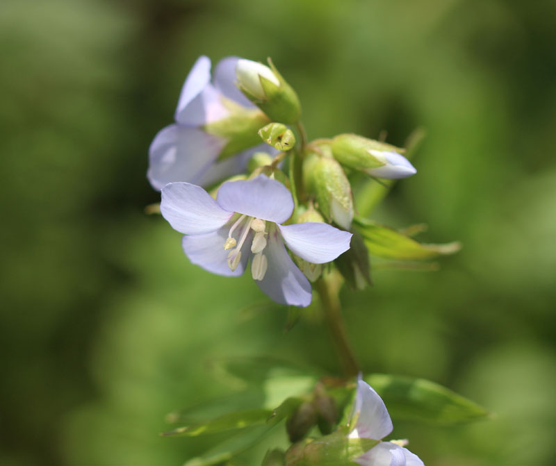 Spreading Jacob's Ladder Picture