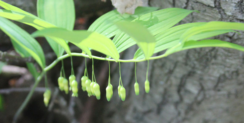 Smooth Solomon's-Seal Picture