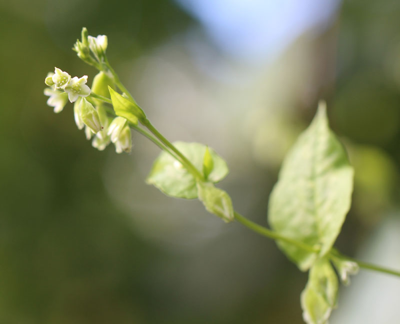 Climbing False Buckwheat Picture