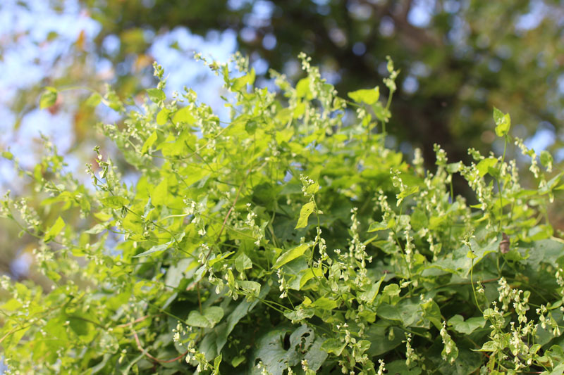 Climbing False Buckwheat Picture