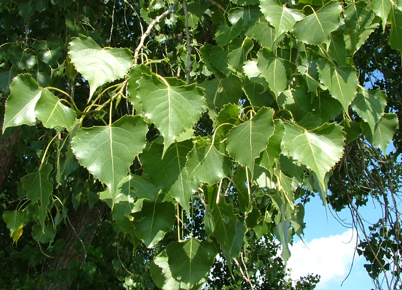 Eastern Cottonwood Picture