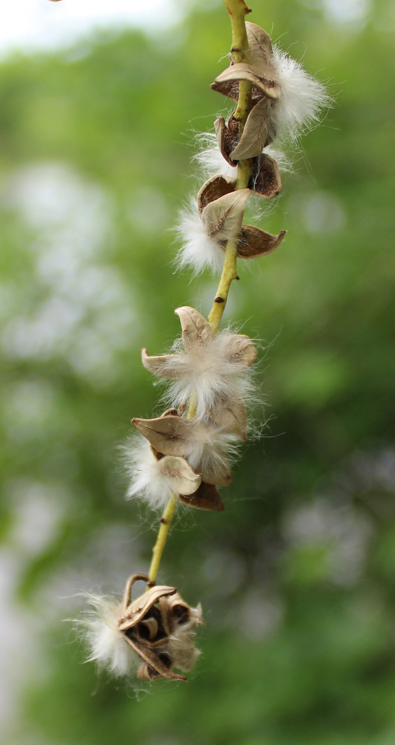 Eastern Cottonwood Picture