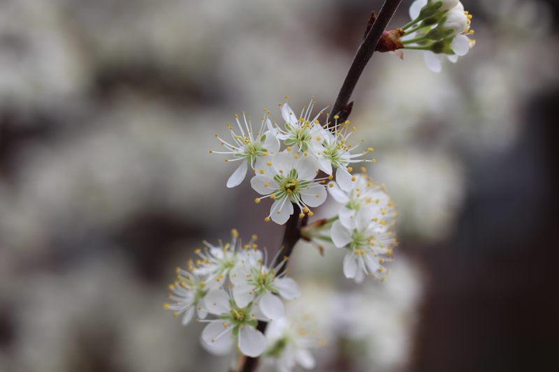 Beach Plum Picture