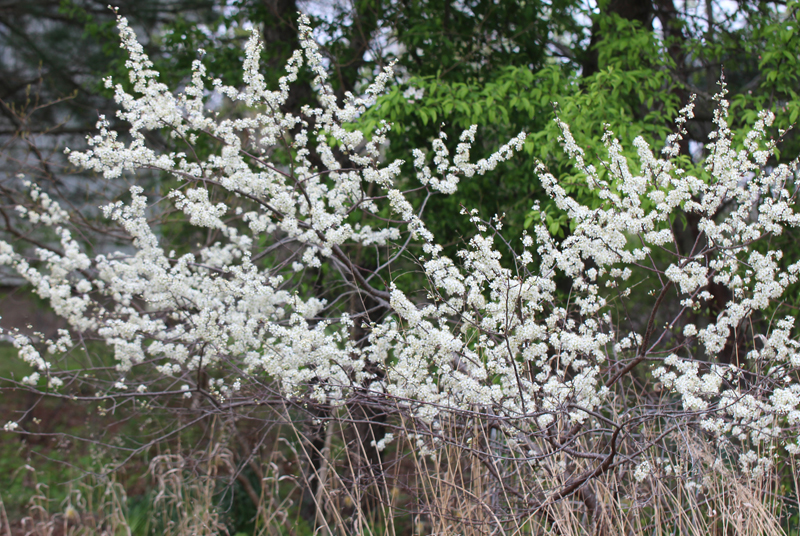 Beach Plum Picture