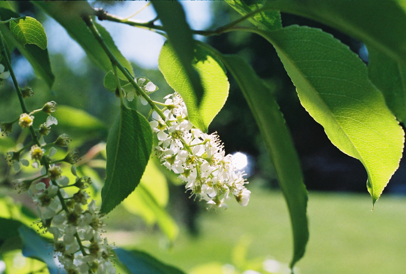 Wild Black Cherry Picture