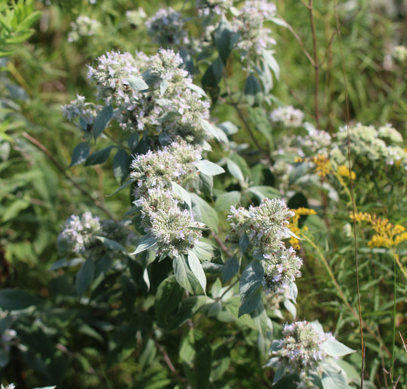 Hoary Mountainmint Picture