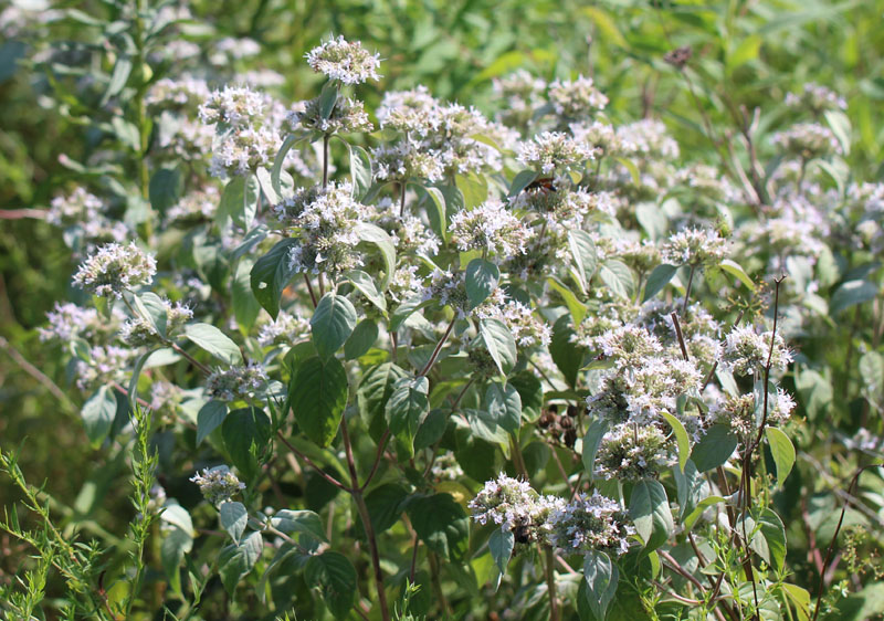 Hoary Mountainmint Picture