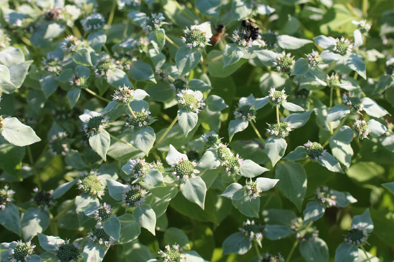 Big Leaf Mountain Mint Picture