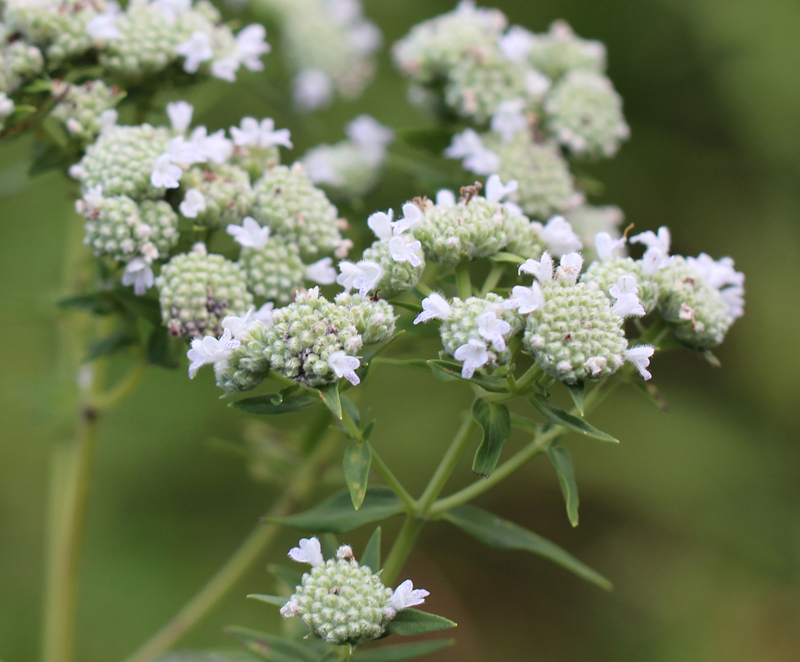 Whorled Mountainmint Picture