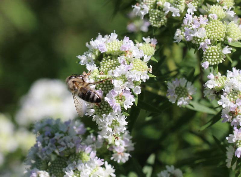 Virginia Mountainmint Picture