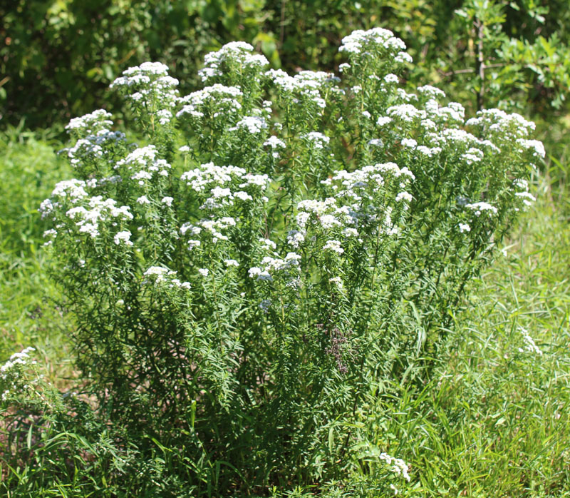 Pycnanthemum virginianum, Virginia Mountainmint at Toadshade Wildflower