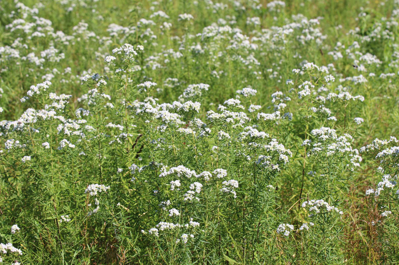 Virginia Mountainmint Picture