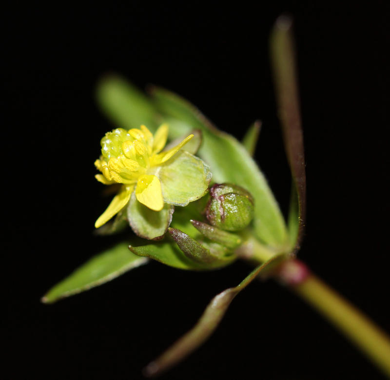 Littleleaf Buttercup Picture